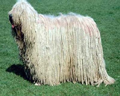 Прикрепленное изображение: 013-Komondor.jpg